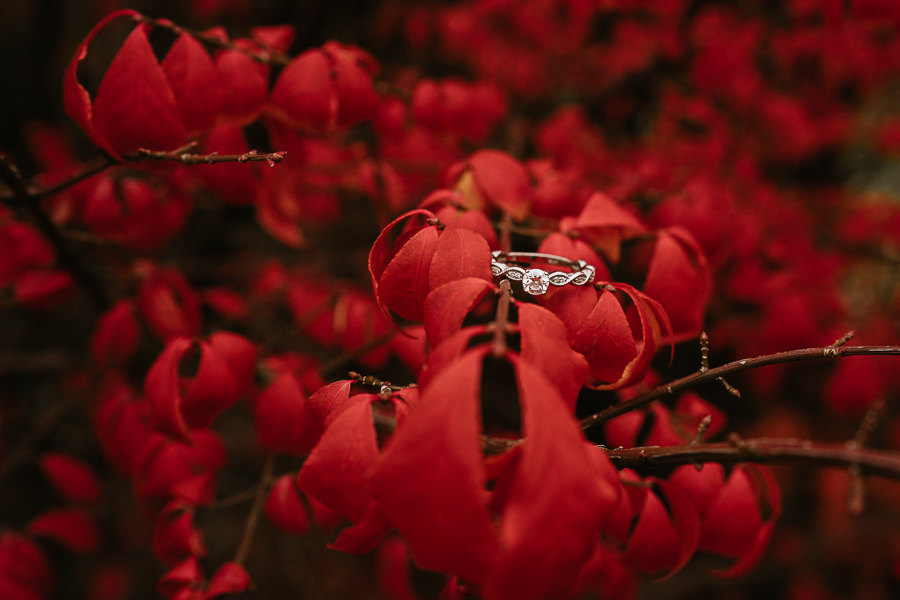 Ring on branch with crimson fall leaves